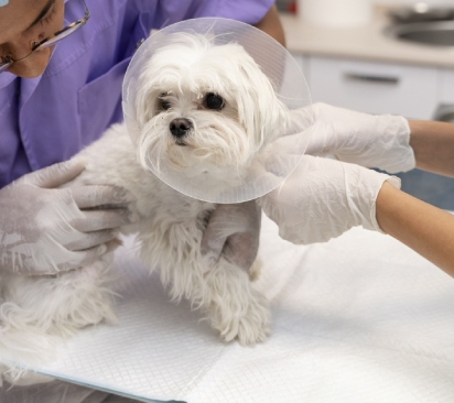 Pet-Surgery-Page-Banner 1